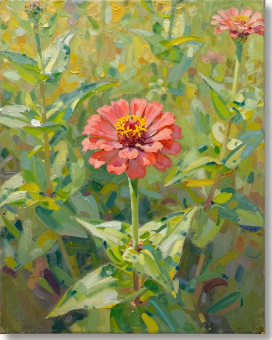 Coral Zinnia II