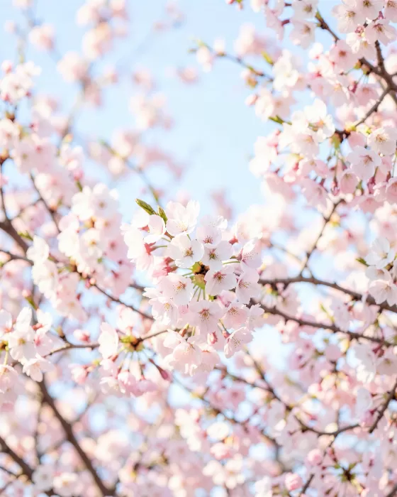 Morning Blossom