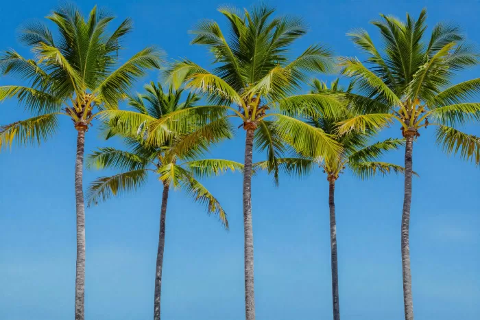 Islamorada Palms