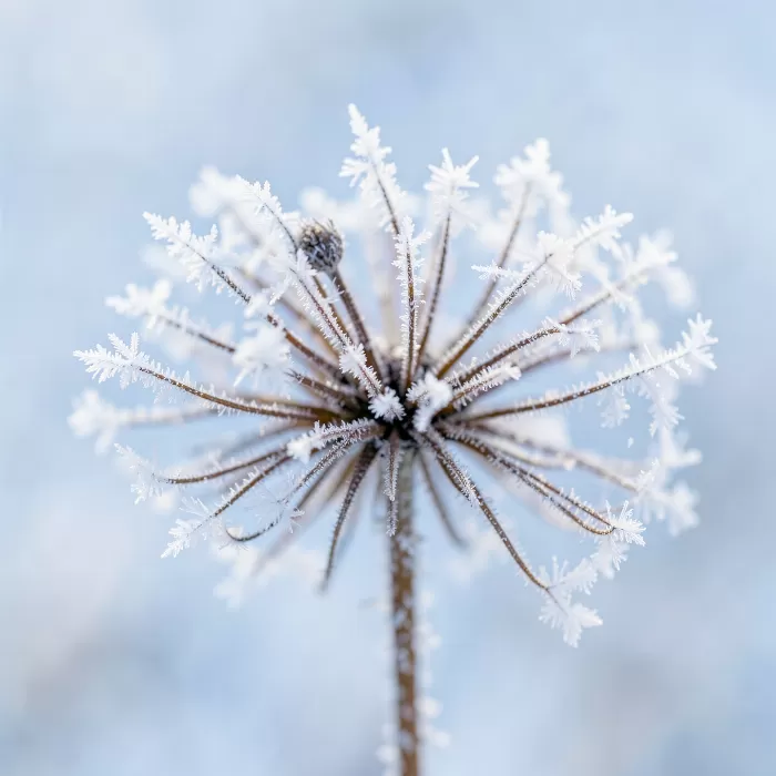 Hoarfrost Lace