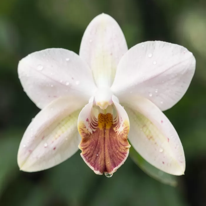 Orchid's Curve