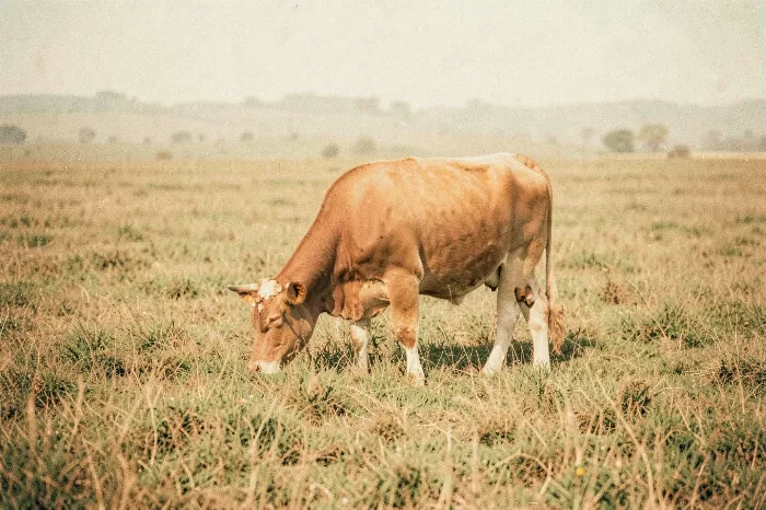 Pasture Solitude