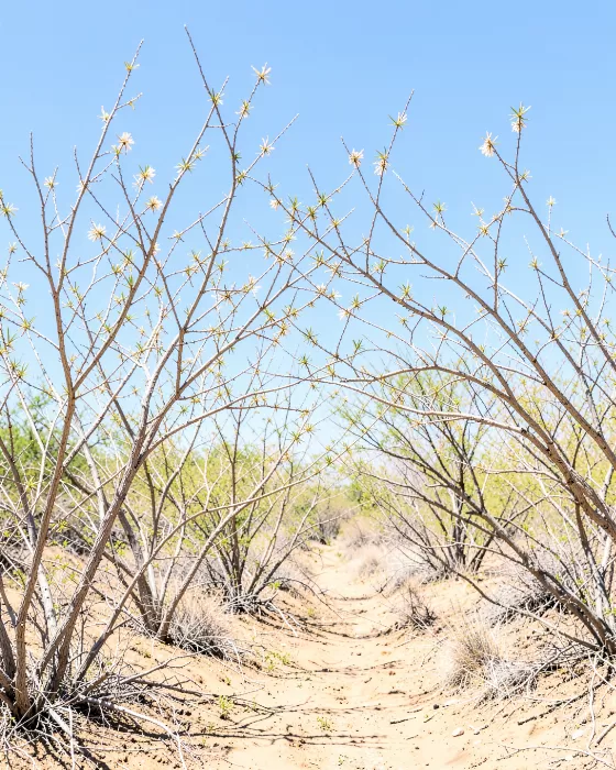 Ocotillo Spring