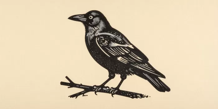 Crow Perch