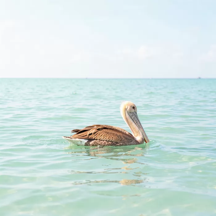 Coastal Float