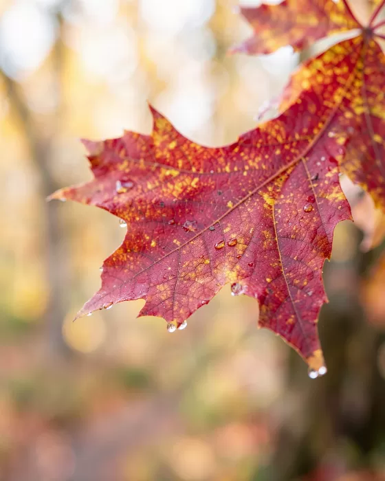 Crimson Veins