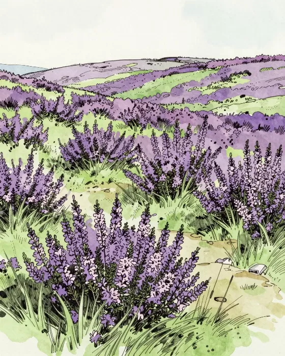 Purple Hills