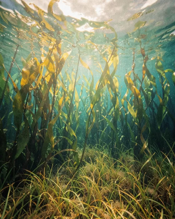 Golden Kelp