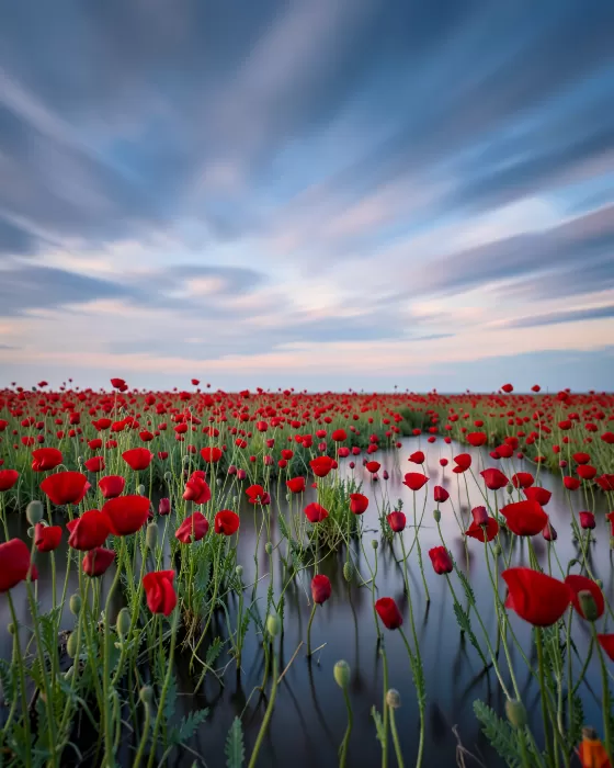 Poppy Mirror