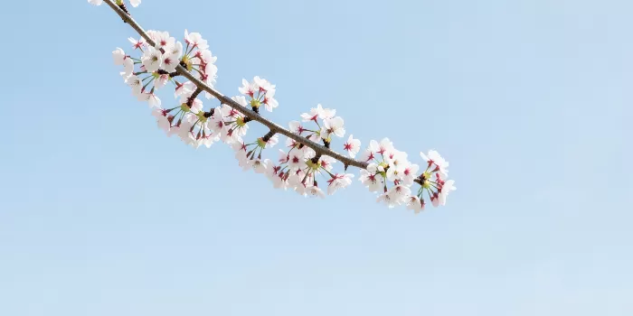Blossom Sky