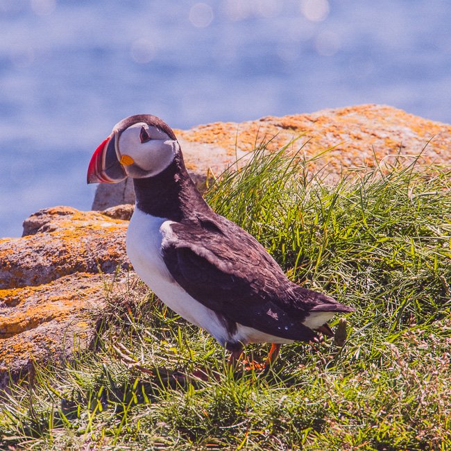 Catching Some Rays - Newfoundland art print
