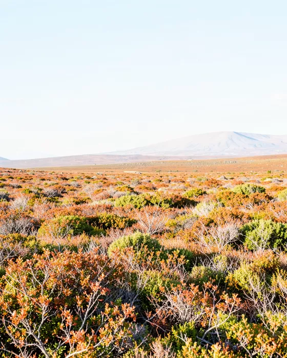 Tundra Autumn