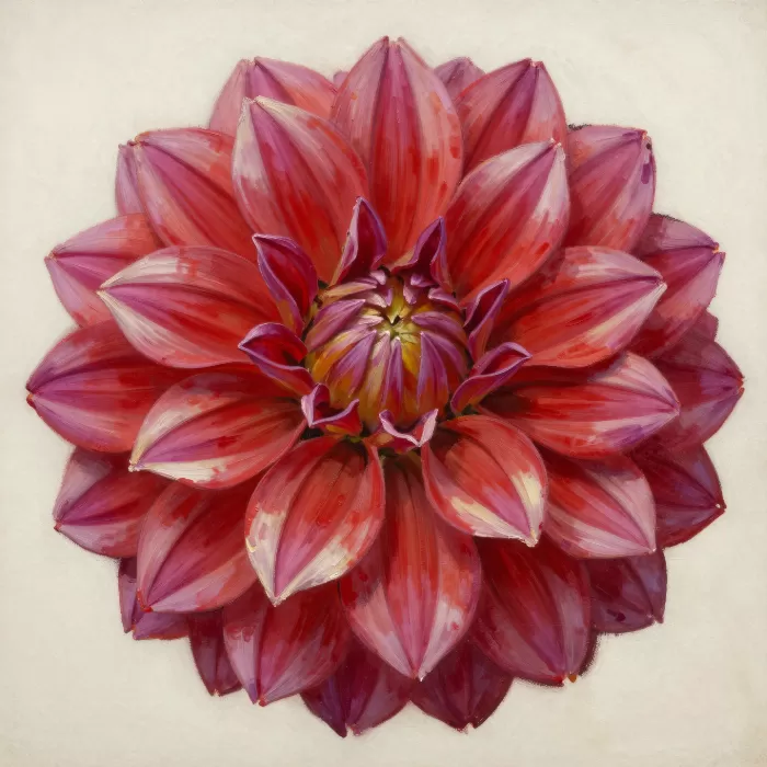 Dahlia Bloom