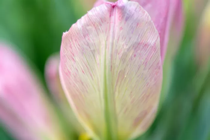 Translucent Bloom