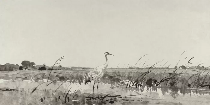 Crane in Marsh