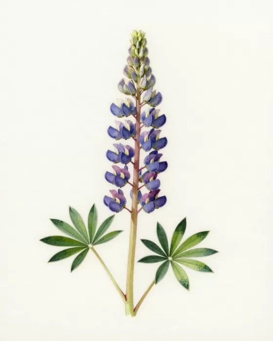 Violet Stem
