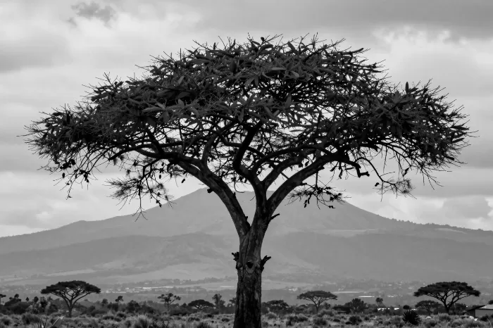 Acacia Silhouette