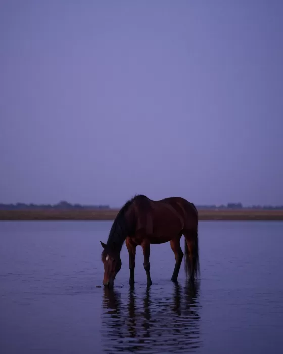 Blue Hour Drink