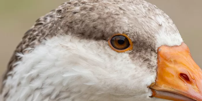 Goose Eye