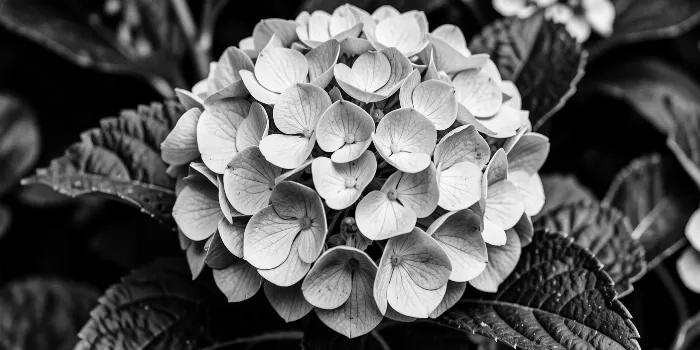 Petal Curves
