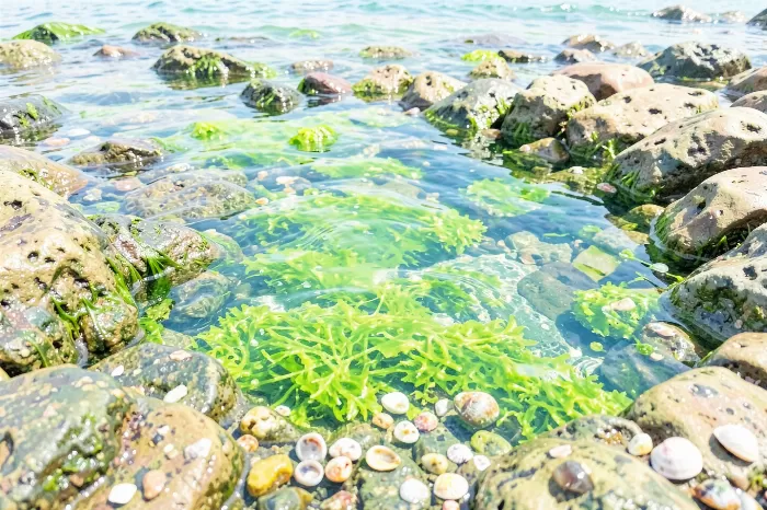 Rockpool Riches