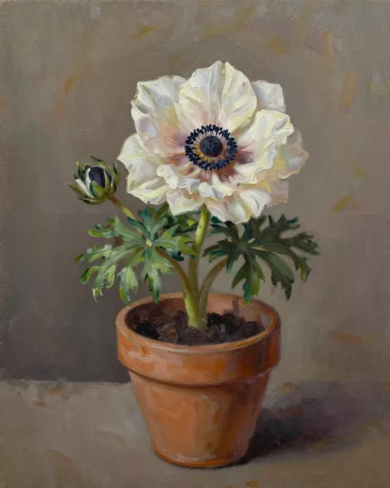 Anemone Study