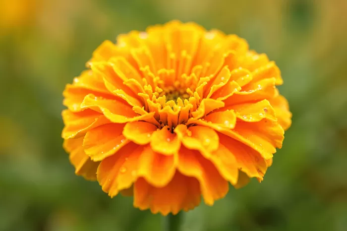 Dewlit Petals