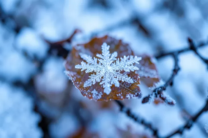 Ice Petal