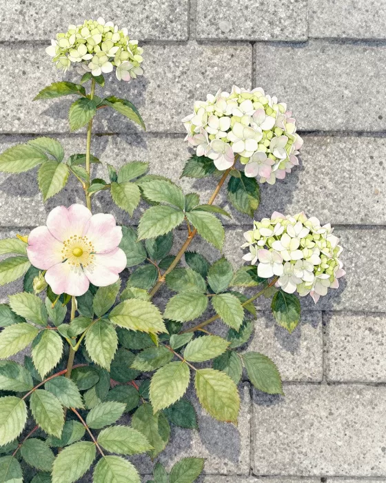Shingle Bloom