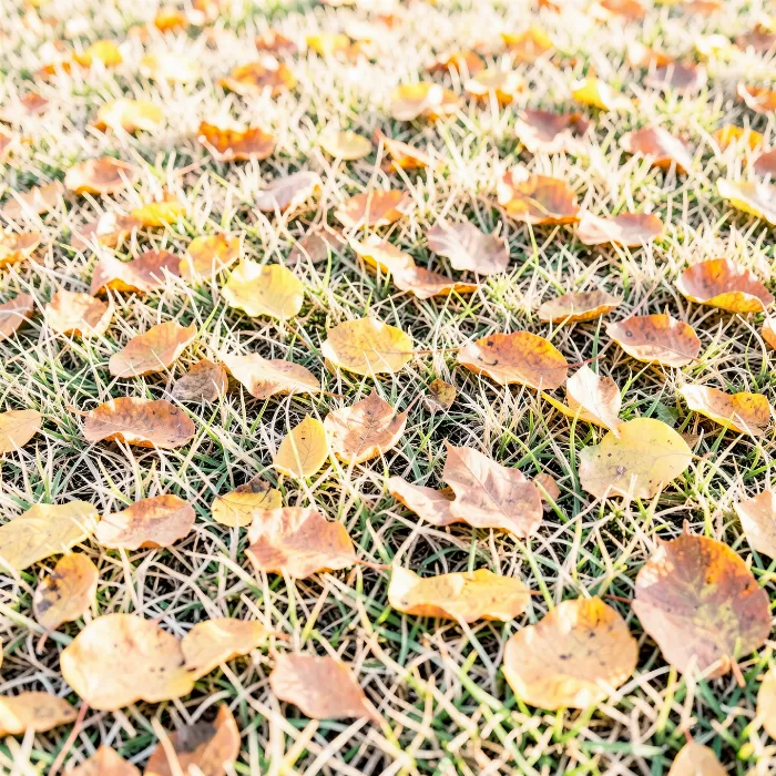 Fallen Amber