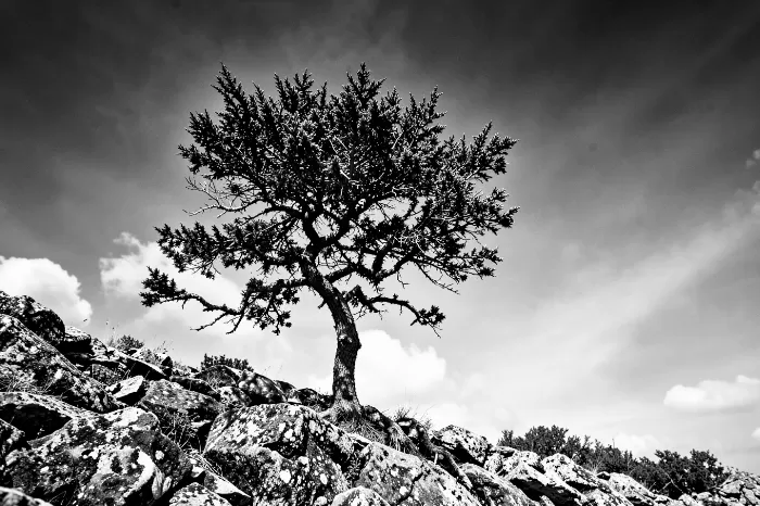 Twisted Sentinel