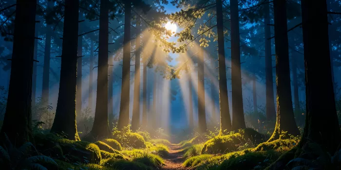 Moonlit Forest