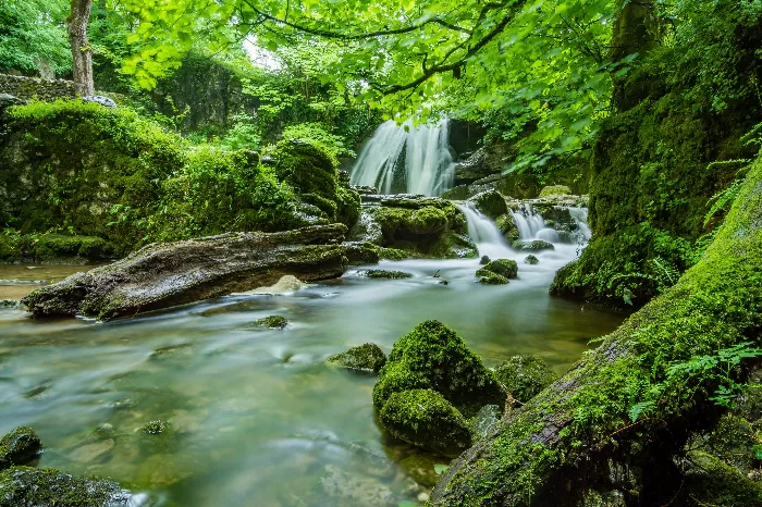 Waterfall in the forest green