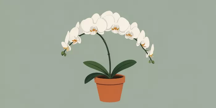 Mid-Century Orchid