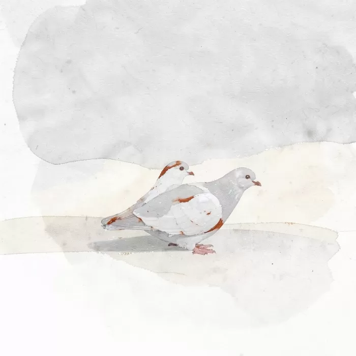 Quiet Dove