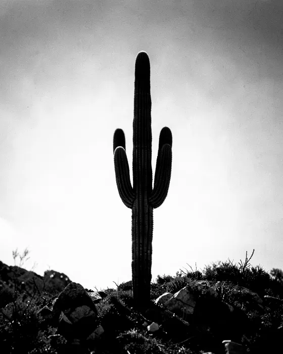 Desert Silhouette