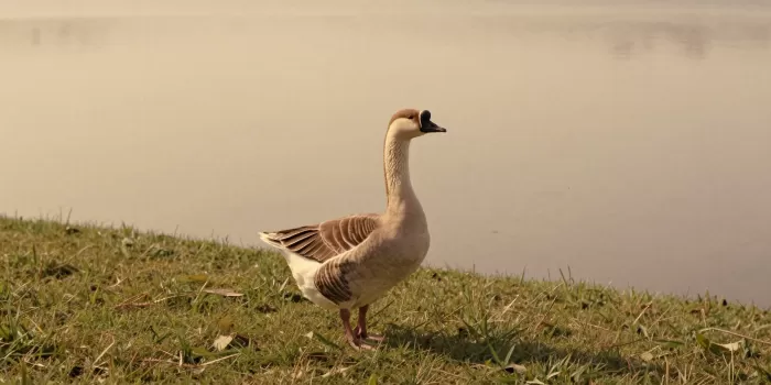 Still Goose