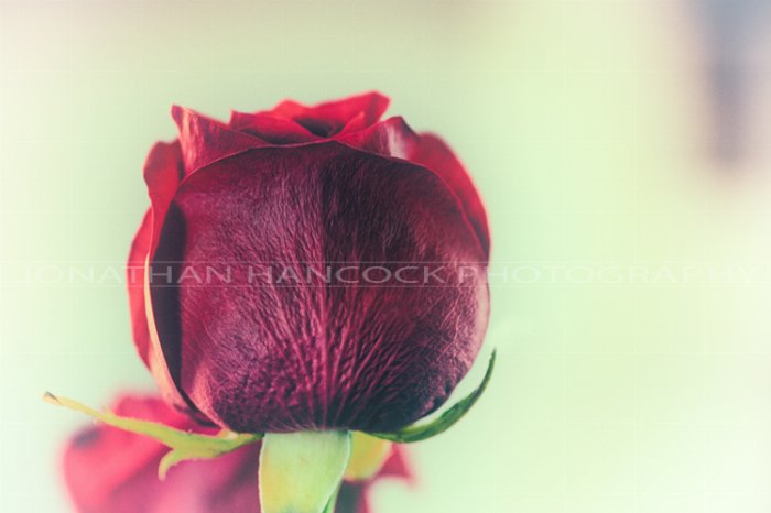 Rose - Newfoundland art print