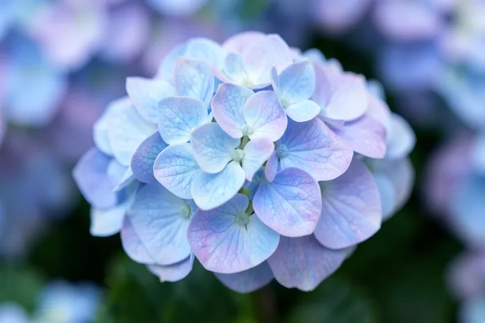 Blue Lilac Bloom