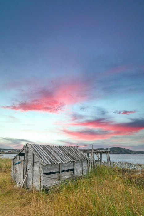 Calling You Home - Newfoundland art print