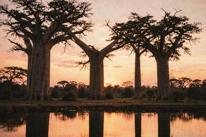 Vintage Baobabs