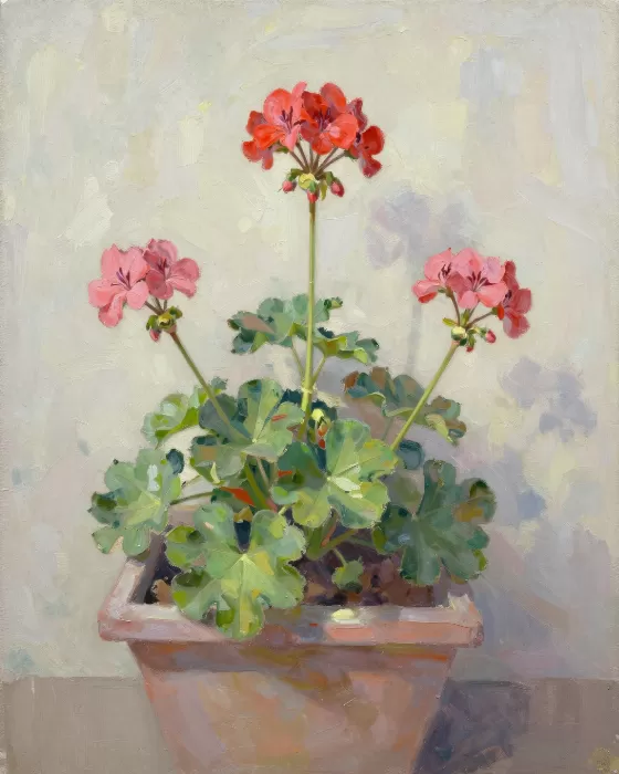 Scarlet Geranium