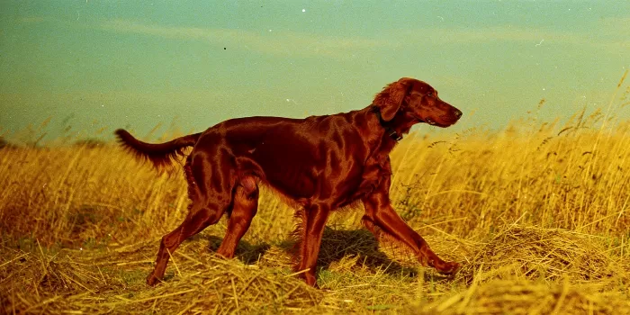 Golden Trott