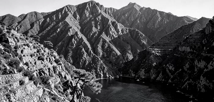 Cliffside Pine