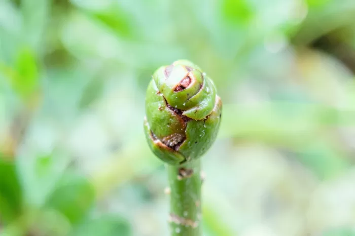 Mangrove Propagule