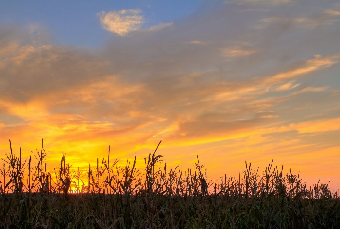 Field On Fire - Newfoundland art print