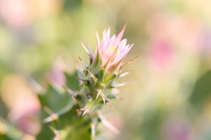 Spine And Bloom