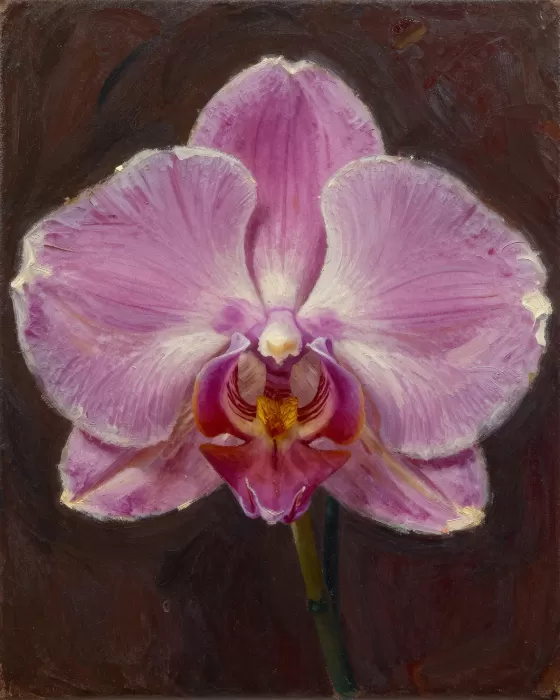 Velvet Petal