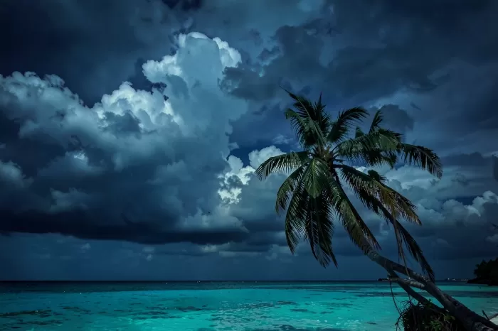 Palm Overlook