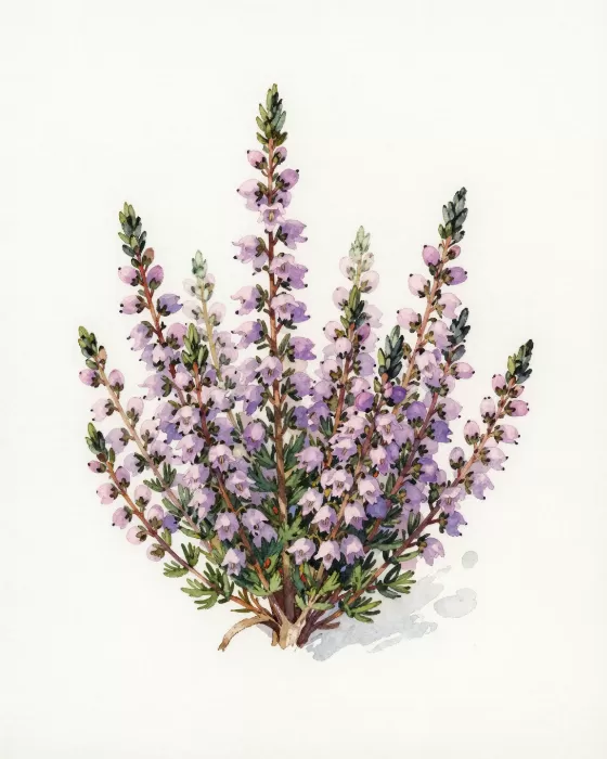 Purple Heather